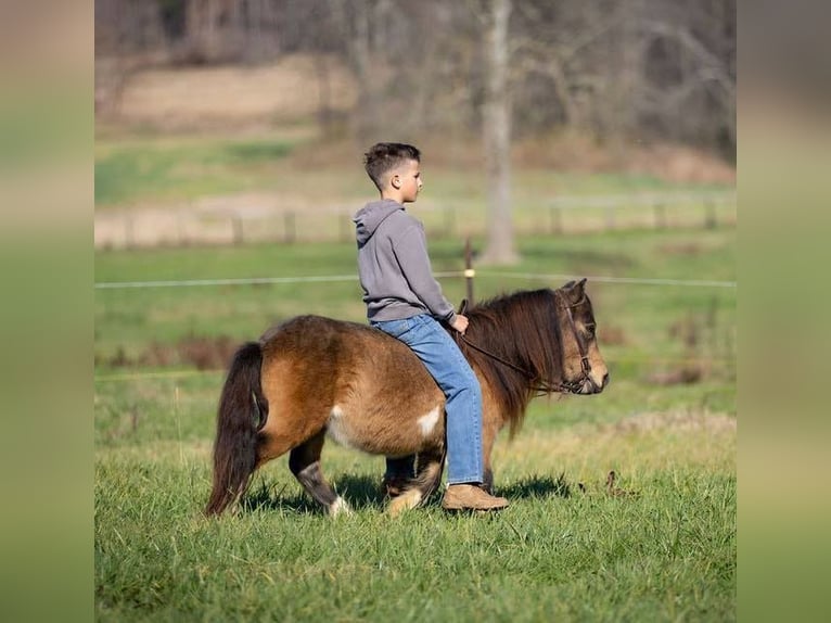 Altri pony/cavalli di piccola taglia Castrone 5 Anni 94 cm Pelle di daino in Auburn