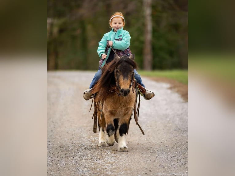 Altri pony/cavalli di piccola taglia Castrone 5 Anni 94 cm Pelle di daino in Auburn