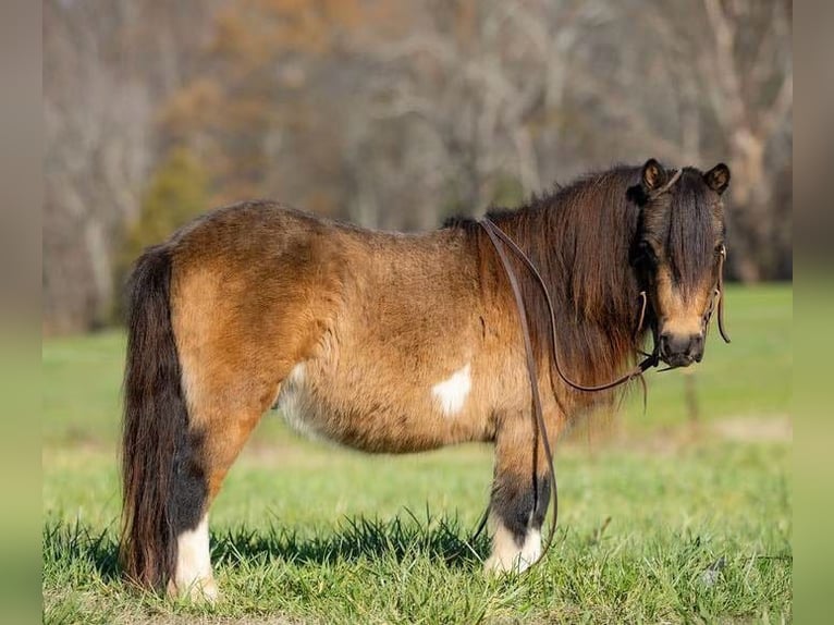 Altri pony/cavalli di piccola taglia Castrone 5 Anni 94 cm Pelle di daino in Auburn