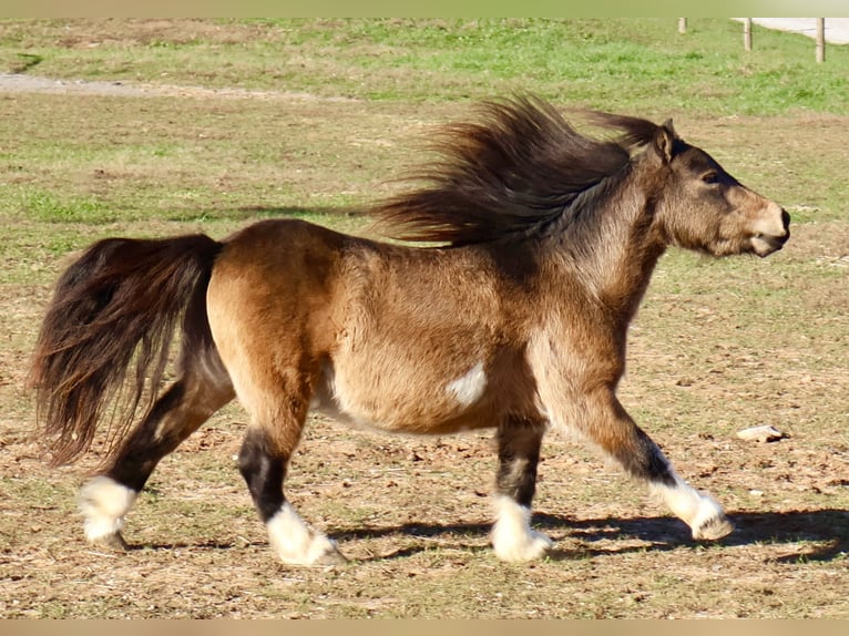 Altri pony/cavalli di piccola taglia Castrone 5 Anni 94 cm Pelle di daino in Auburn