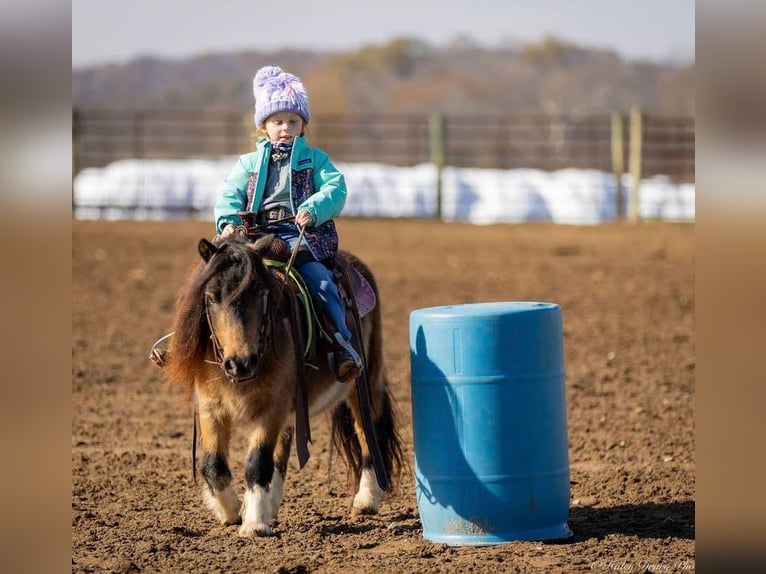 Altri pony/cavalli di piccola taglia Castrone 5 Anni 94 cm Pelle di daino in Auburn