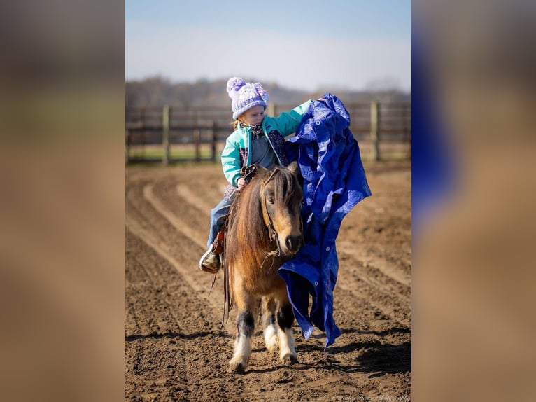 Altri pony/cavalli di piccola taglia Castrone 5 Anni 94 cm Pelle di daino in Auburn