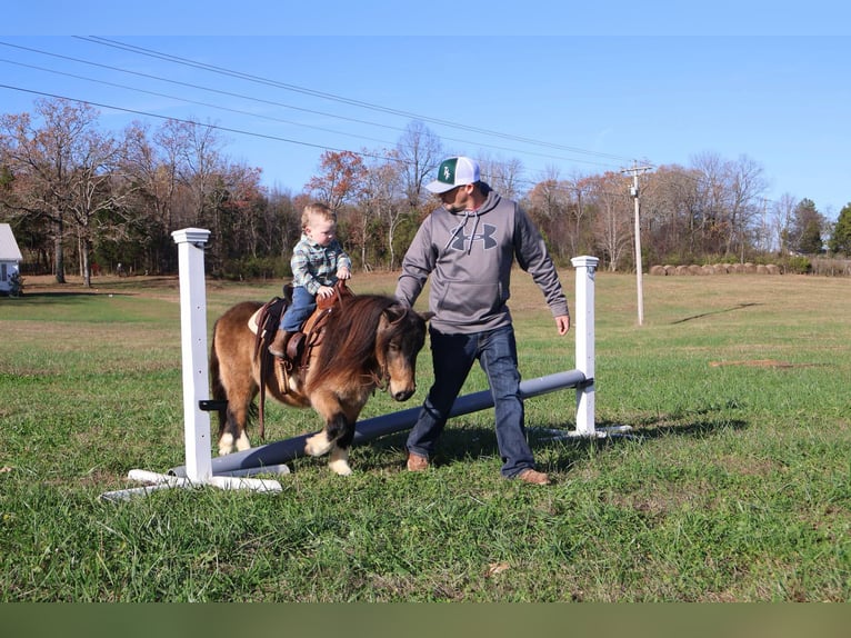 Altri pony/cavalli di piccola taglia Castrone 5 Anni 94 cm Pelle di daino in Auburn