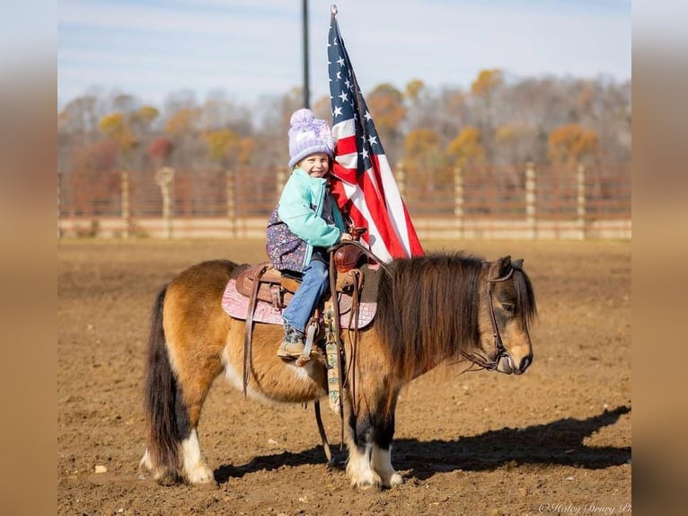 Altri pony/cavalli di piccola taglia Castrone 5 Anni 94 cm Pelle di daino in Auburn