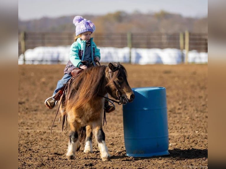 Altri pony/cavalli di piccola taglia Castrone 5 Anni 94 cm Pelle di daino in Auburn