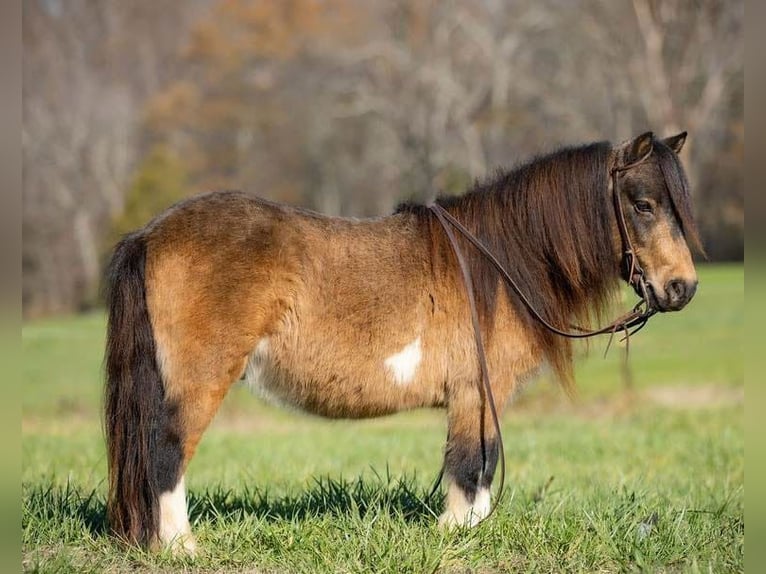 Altri pony/cavalli di piccola taglia Castrone 5 Anni 94 cm Pelle di daino in Auburn