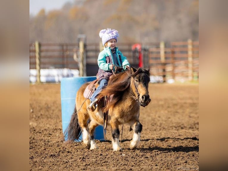 Altri pony/cavalli di piccola taglia Castrone 5 Anni 94 cm Pelle di daino in Auburn