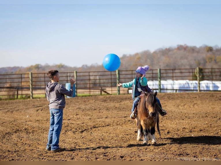 Altri pony/cavalli di piccola taglia Castrone 5 Anni 94 cm Pelle di daino in Auburn