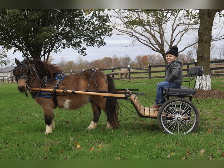 Altri pony/cavalli di piccola taglia Castrone 5 Anni 94 cm Pelle di daino in Auburn