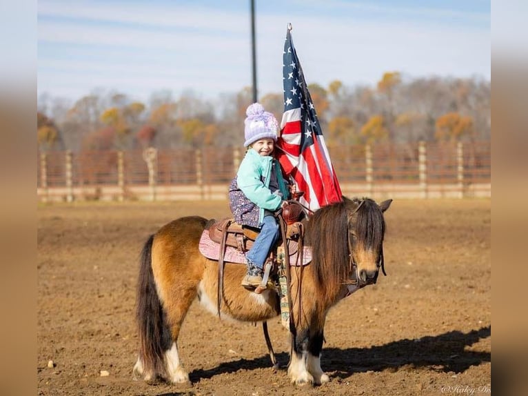 Altri pony/cavalli di piccola taglia Castrone 5 Anni 94 cm Pelle di daino in Auburn