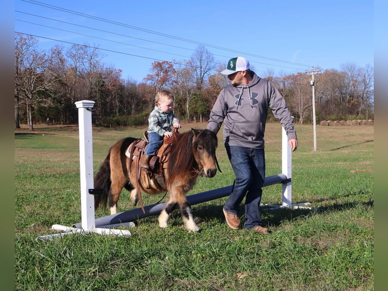 Altri pony/cavalli di piccola taglia Castrone 5 Anni 94 cm Pelle di daino in Auburn