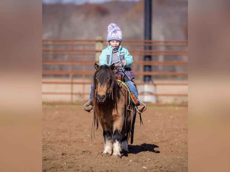 Altri pony/cavalli di piccola taglia Castrone 5 Anni 94 cm Pelle di daino in Auburn