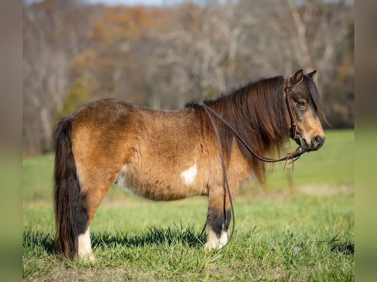 Altri pony/cavalli di piccola taglia Castrone 5 Anni 94 cm Pelle di daino in Auburn