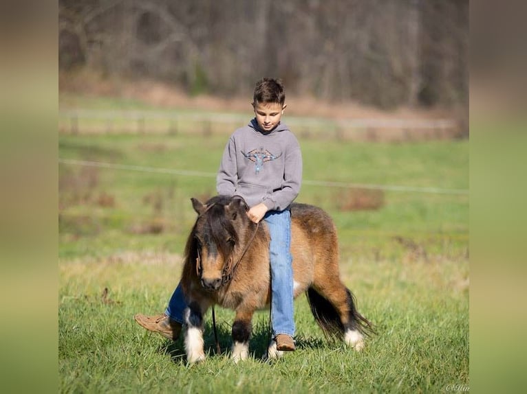 Altri pony/cavalli di piccola taglia Castrone 5 Anni 94 cm Pelle di daino in Auburn