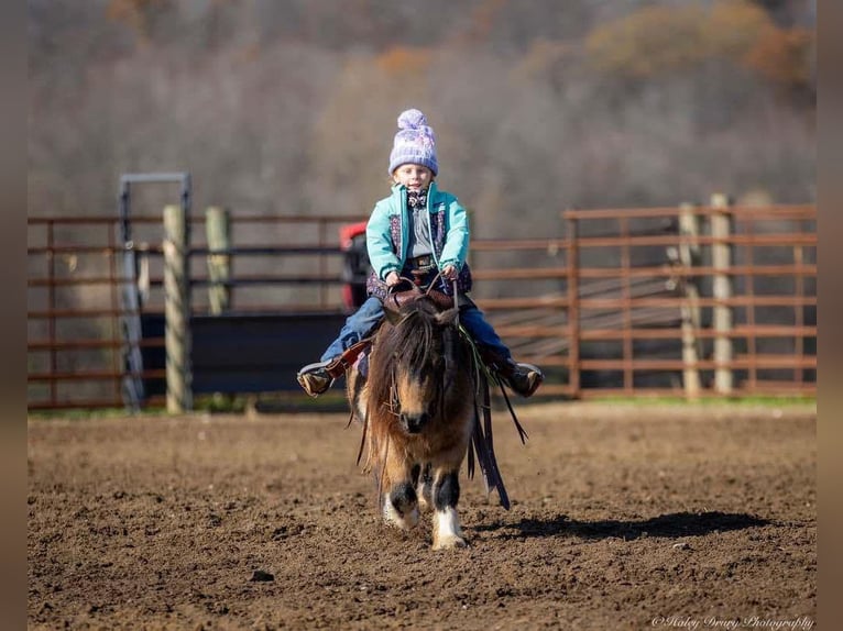 Altri pony/cavalli di piccola taglia Castrone 5 Anni 94 cm Pelle di daino in Auburn