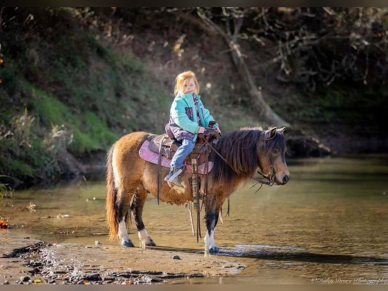 Altri pony/cavalli di piccola taglia Castrone 5 Anni 94 cm Pelle di daino in Auburn