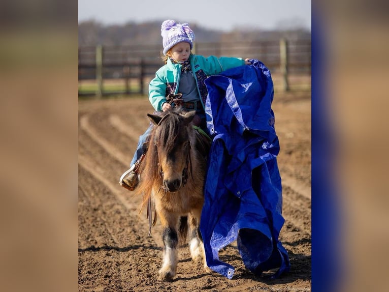 Altri pony/cavalli di piccola taglia Castrone 5 Anni 94 cm Pelle di daino in Auburn