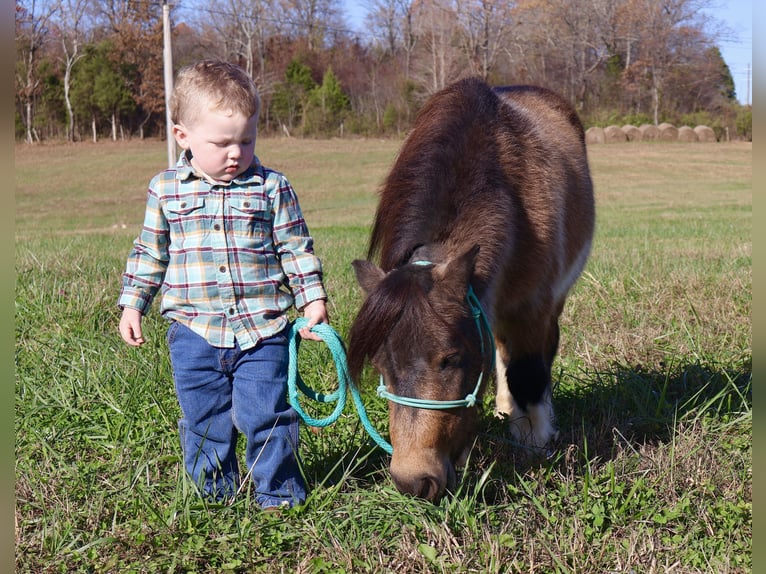 Altri pony/cavalli di piccola taglia Castrone 5 Anni 94 cm Pelle di daino in Auburn