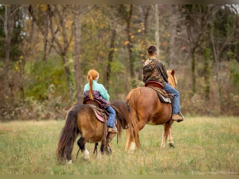 Altri pony/cavalli di piccola taglia Castrone 5 Anni 94 cm Pelle di daino in Auburn