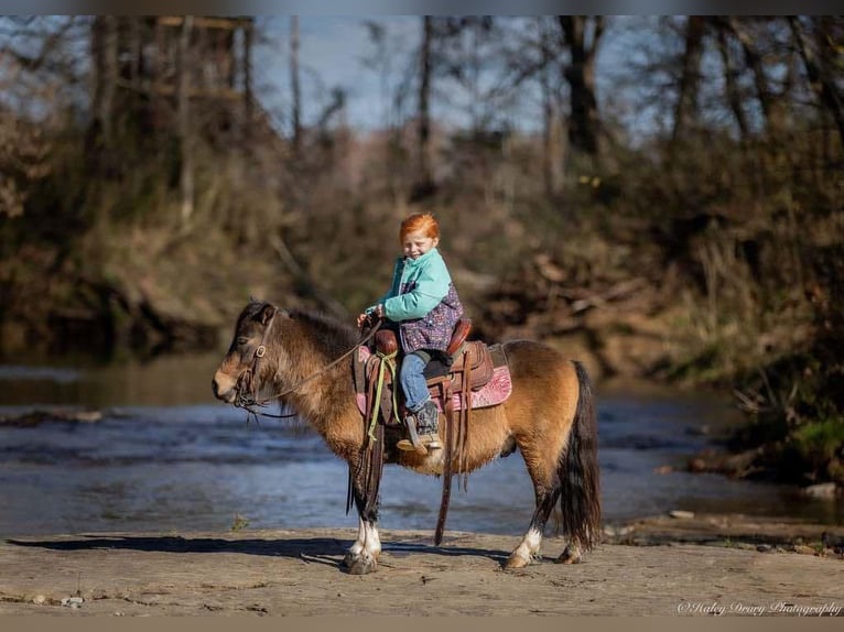 Altri pony/cavalli di piccola taglia Castrone 5 Anni 94 cm Pelle di daino in Auburn