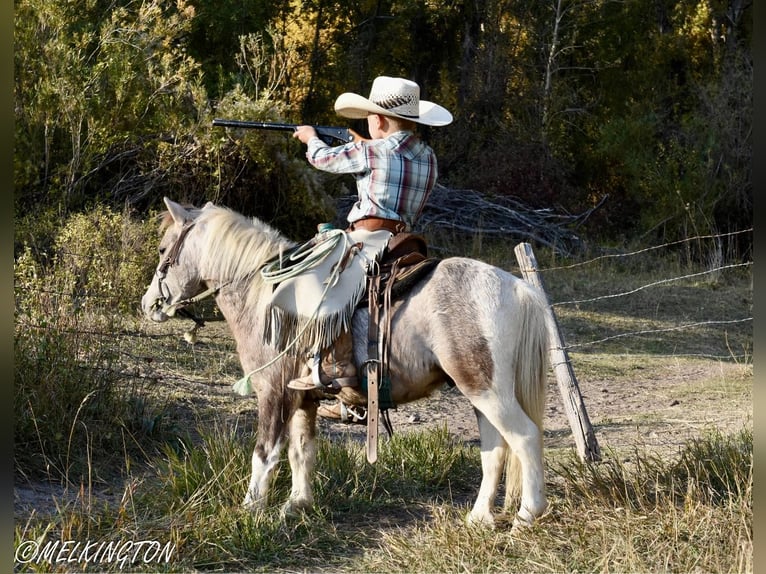 Altri pony/cavalli di piccola taglia Castrone 5 Anni 97 cm Pezzato in Rigby