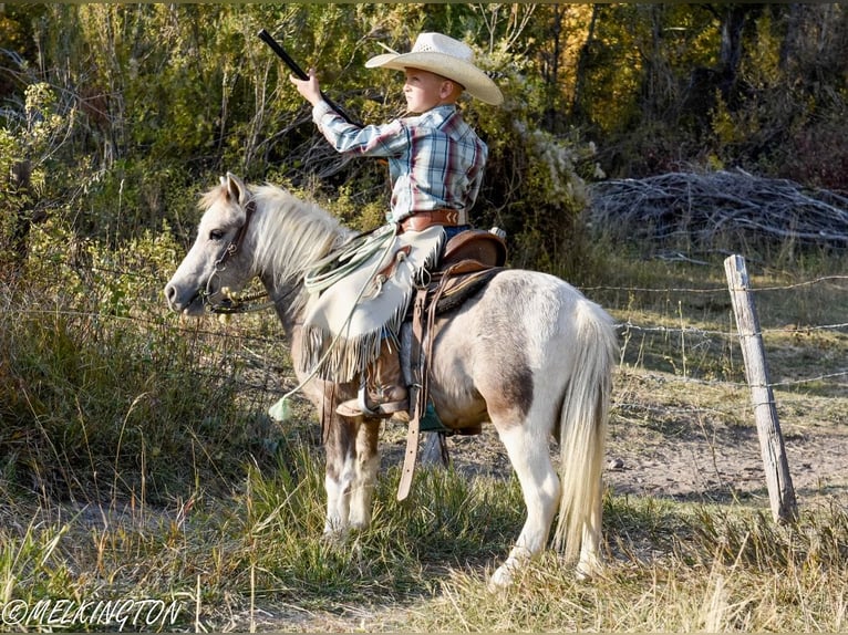 Altri pony/cavalli di piccola taglia Castrone 5 Anni 97 cm Pezzato in Rigby