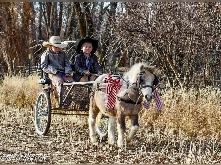 Altri pony/cavalli di piccola taglia Castrone 5 Anni 97 cm Pezzato in Rigby