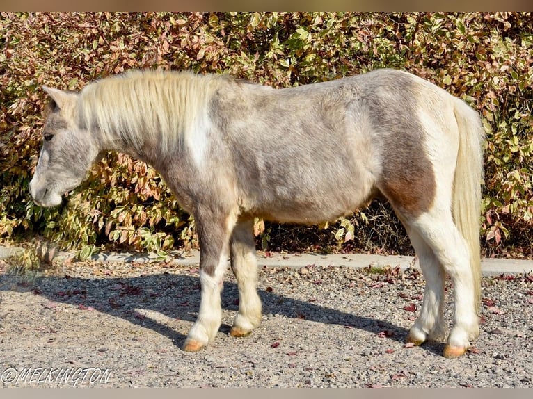 Altri pony/cavalli di piccola taglia Castrone 5 Anni 97 cm Pezzato in Rigby