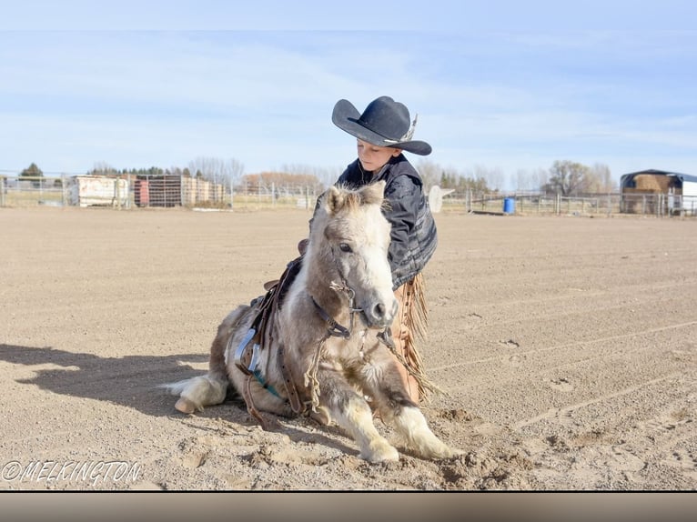 Altri pony/cavalli di piccola taglia Castrone 5 Anni 97 cm Pezzato in Rigby