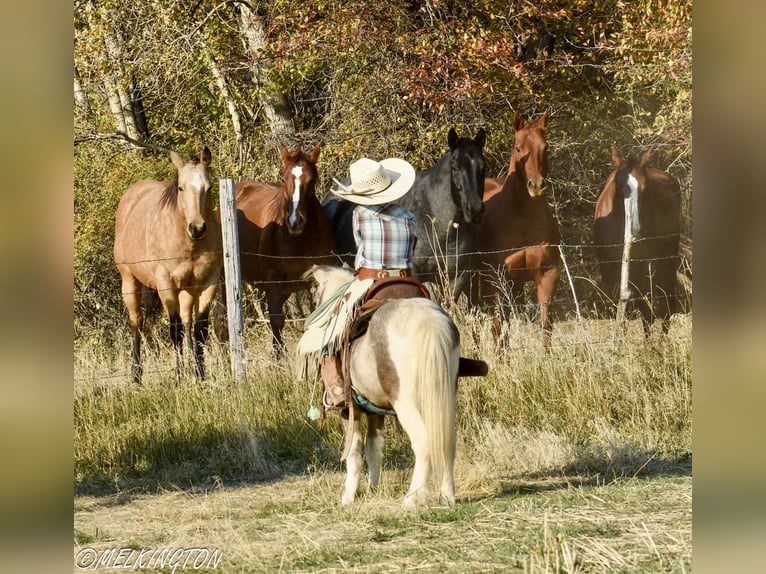 Altri pony/cavalli di piccola taglia Castrone 5 Anni 97 cm Pezzato in Rigby