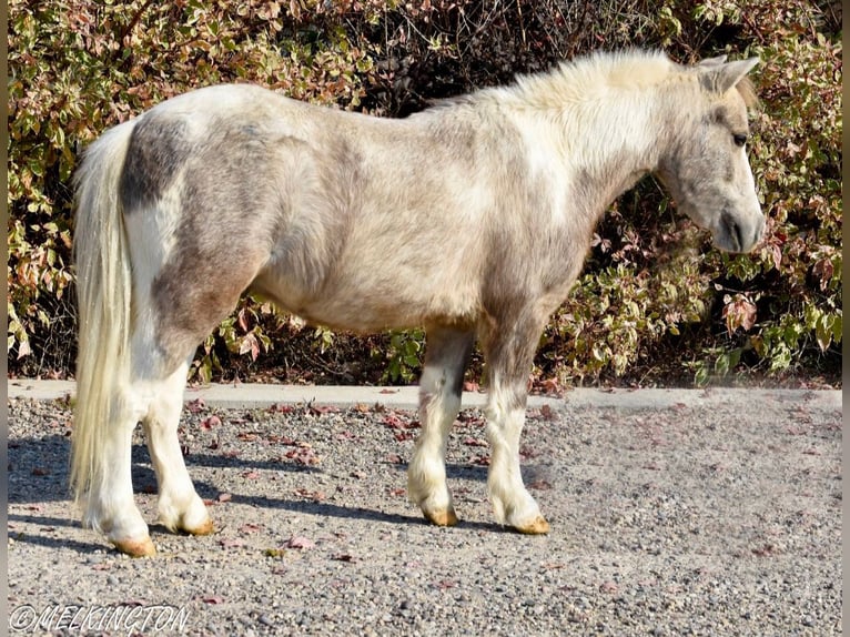 Altri pony/cavalli di piccola taglia Castrone 5 Anni 97 cm Pezzato in Rigby