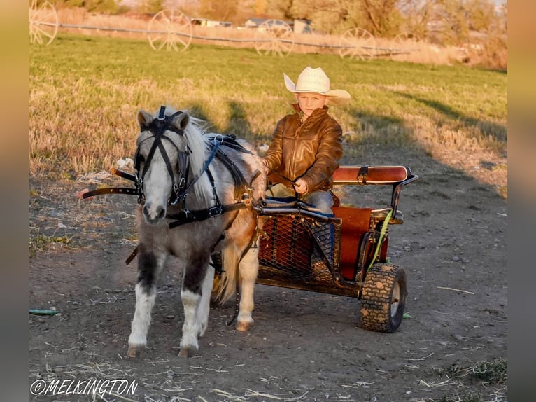 Altri pony/cavalli di piccola taglia Castrone 5 Anni 97 cm Pezzato in Rigby