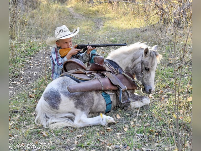 Altri pony/cavalli di piccola taglia Castrone 5 Anni 97 cm Pezzato in Rigby