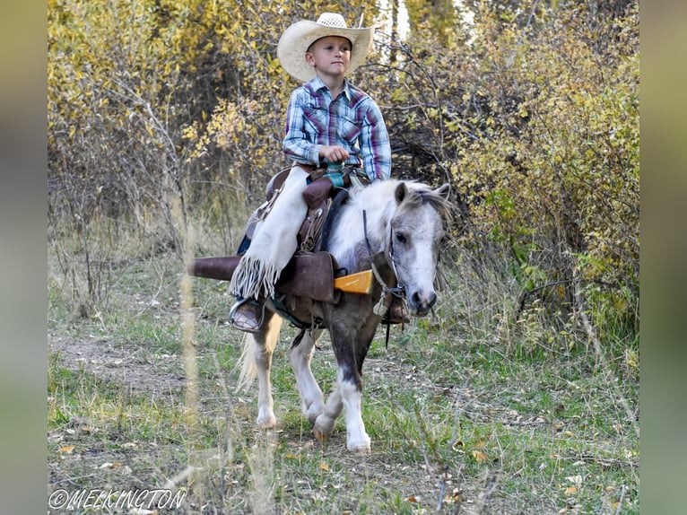 Altri pony/cavalli di piccola taglia Castrone 5 Anni 97 cm Pezzato in Rigby