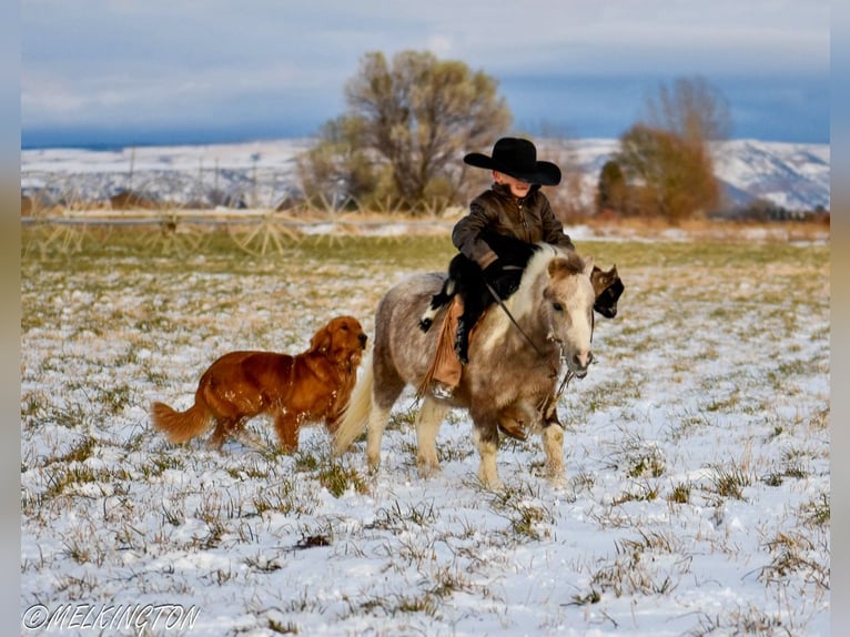 Altri pony/cavalli di piccola taglia Castrone 5 Anni 97 cm Pezzato in Rigby