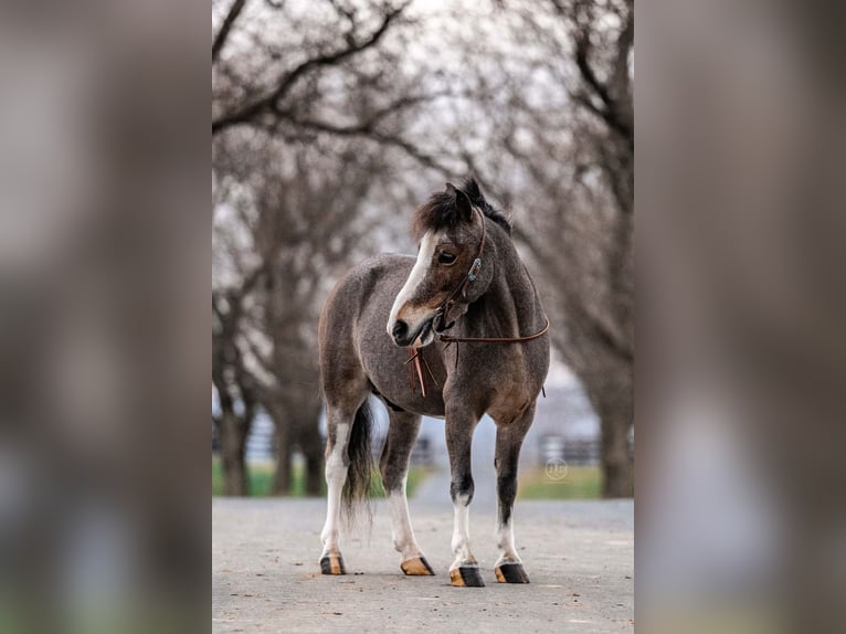 Altri pony/cavalli di piccola taglia Castrone 5 Anni 97 cm Roano rosso in Lebanon