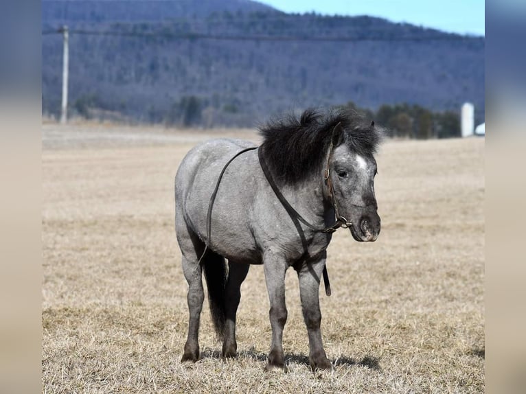 Altri pony/cavalli di piccola taglia Castrone 5 Anni 99 cm in Rebersburg, PA