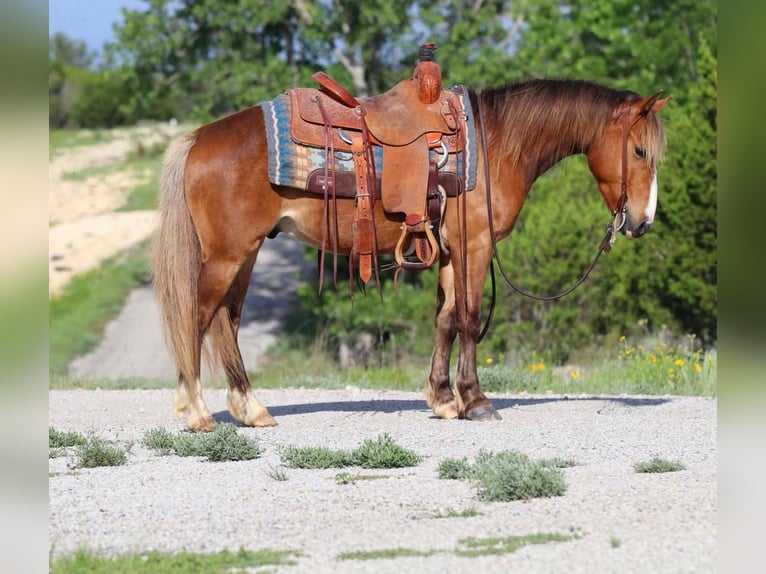 Altri pony/cavalli di piccola taglia Castrone 5 Anni Baio ciliegia in Stephenville, TX