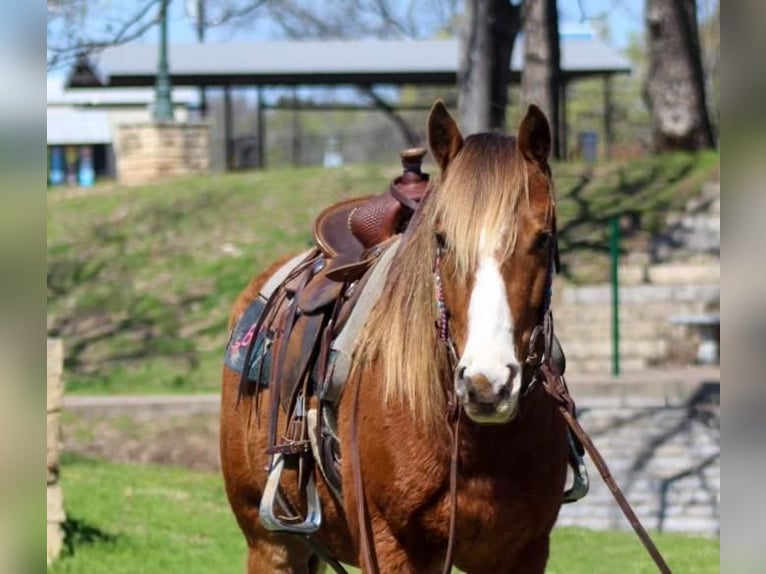 Altri pony/cavalli di piccola taglia Castrone 5 Anni Baio ciliegia in Stephenville, TX