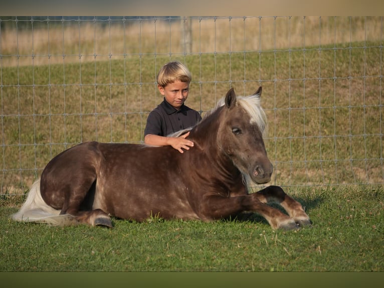 Altri pony/cavalli di piccola taglia Castrone 5 Anni Palomino in Fresno