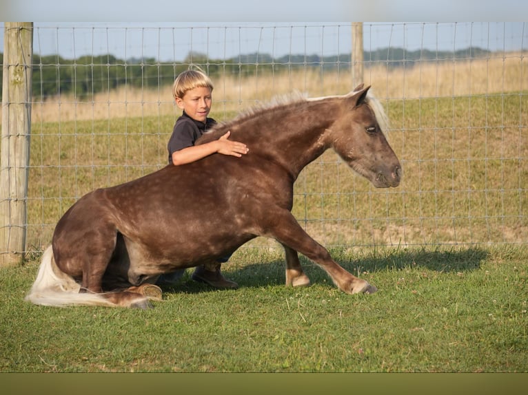 Altri pony/cavalli di piccola taglia Castrone 5 Anni Palomino in Fresno