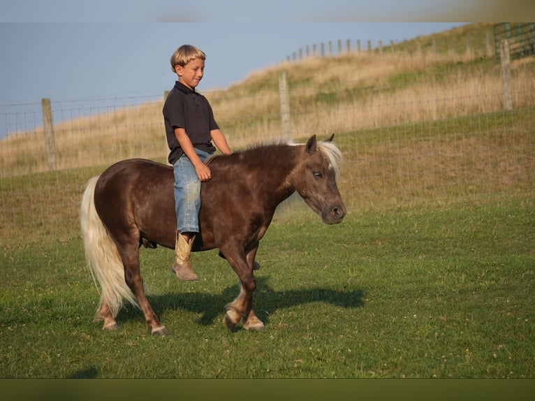 Altri pony/cavalli di piccola taglia Castrone 5 Anni Palomino in Fresno