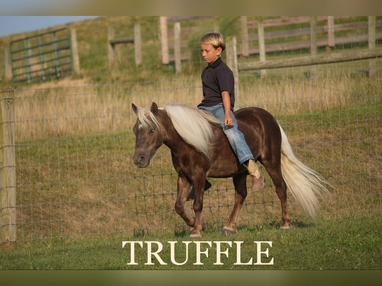 Altri pony/cavalli di piccola taglia Castrone 5 Anni Palomino in Fresno