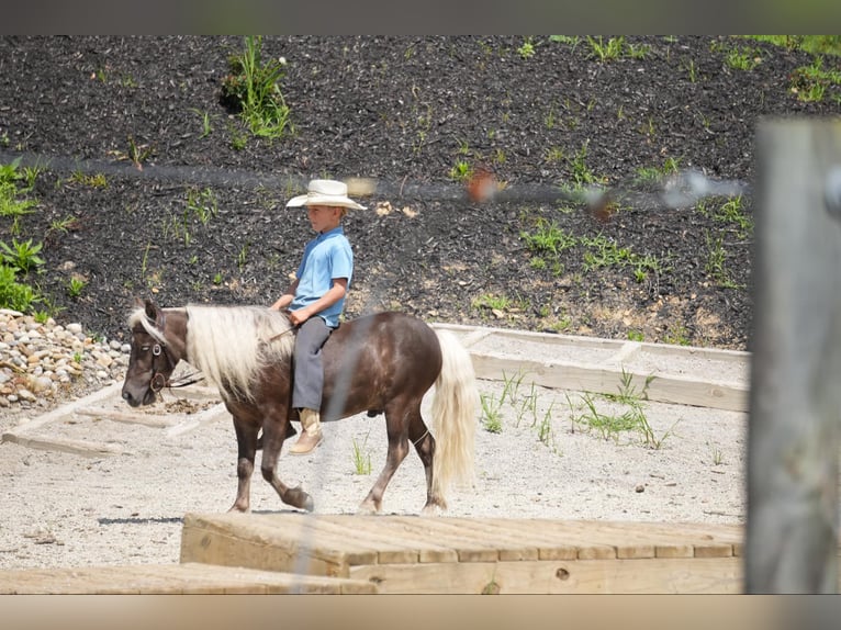 Altri pony/cavalli di piccola taglia Castrone 5 Anni Palomino in Fresno