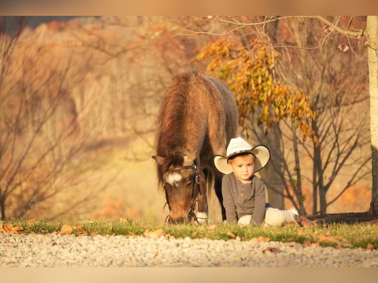 Altri pony/cavalli di piccola taglia Castrone 5 Anni Pelle di daino in Fresno, OH