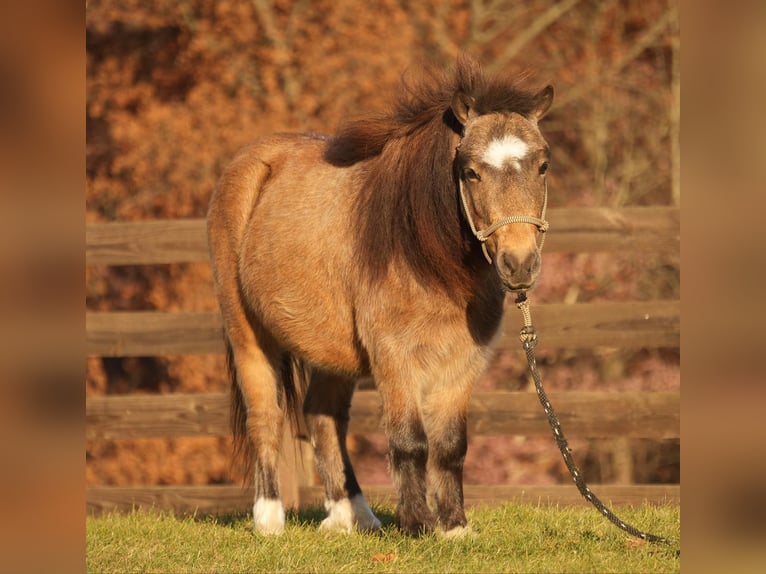 Altri pony/cavalli di piccola taglia Castrone 5 Anni Pelle di daino in Fresno, OH