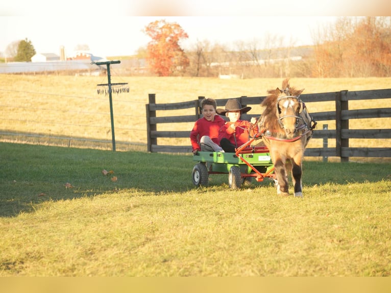 Altri pony/cavalli di piccola taglia Castrone 5 Anni Pelle di daino in Fresno, OH