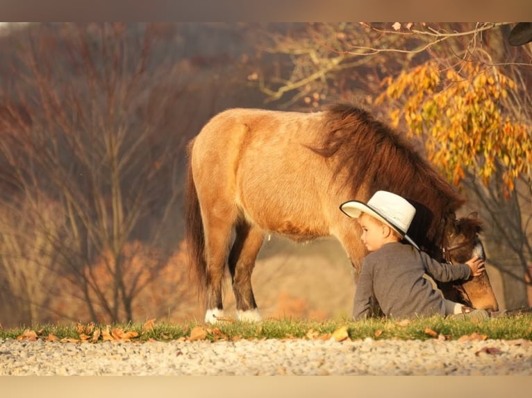 Altri pony/cavalli di piccola taglia Castrone 5 Anni Pelle di daino in Fresno, OH