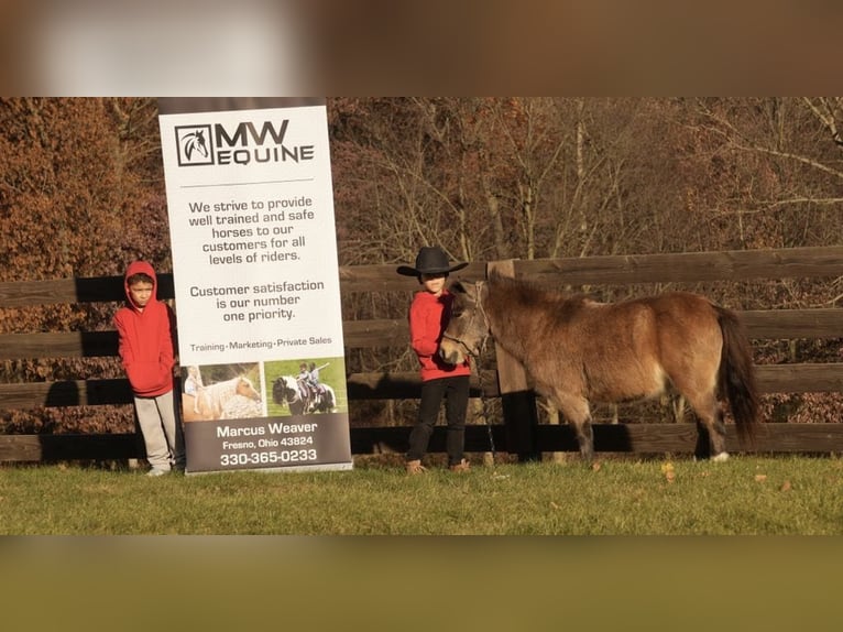 Altri pony/cavalli di piccola taglia Castrone 5 Anni Pelle di daino in Fresno, OH