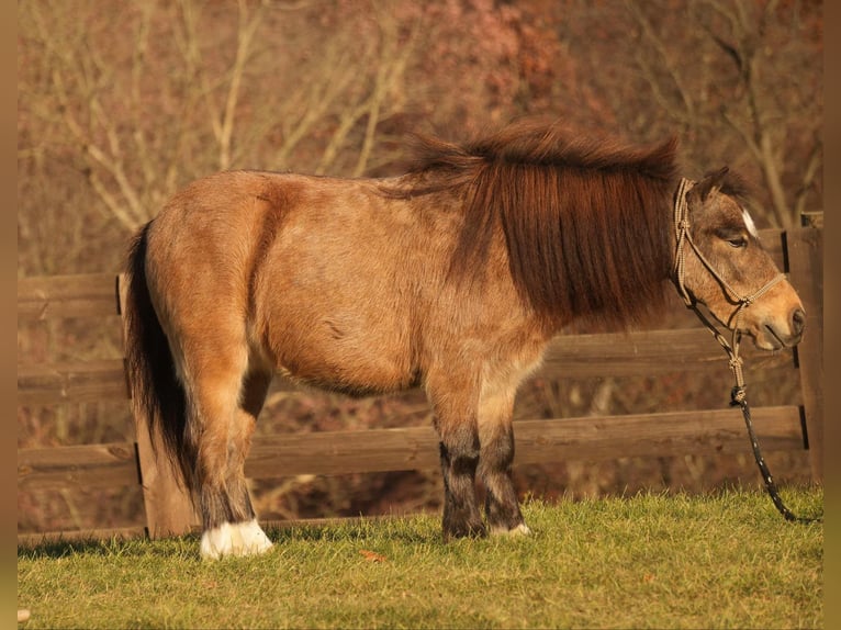 Altri pony/cavalli di piccola taglia Castrone 5 Anni Pelle di daino in Fresno, OH